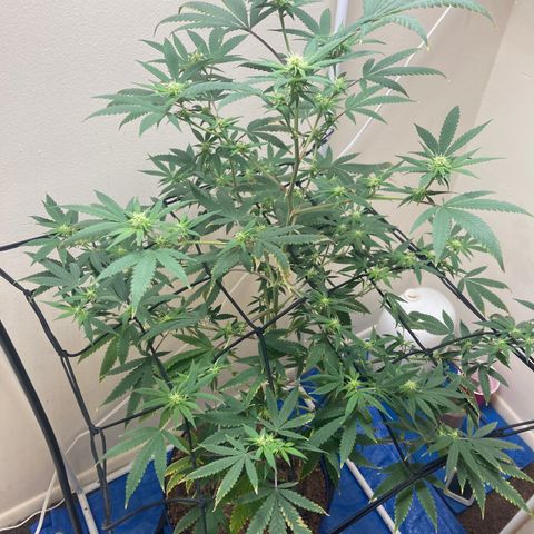 Biscotti growlog timeline photo
