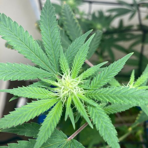 Biscotti growlog timeline photo