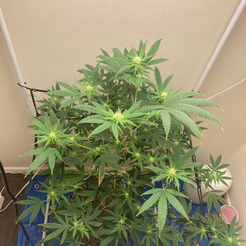 Biscotti growlog timeline photo