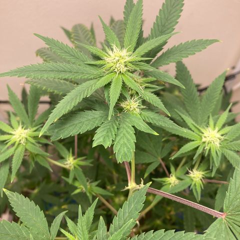 Biscotti growlog timeline photo