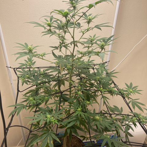 Biscotti growlog timeline photo