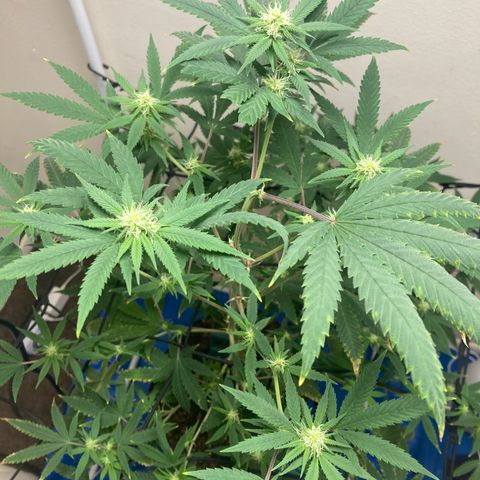 Biscotti growlog timeline photo
