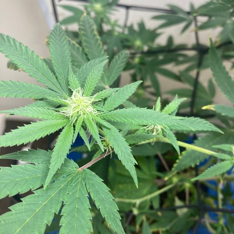 Biscotti growlog timeline photo