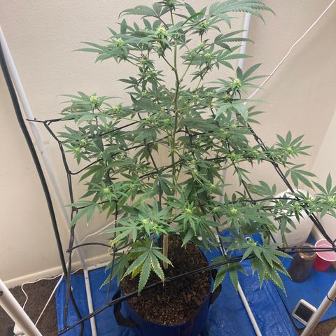 Biscotti growlog timeline photo