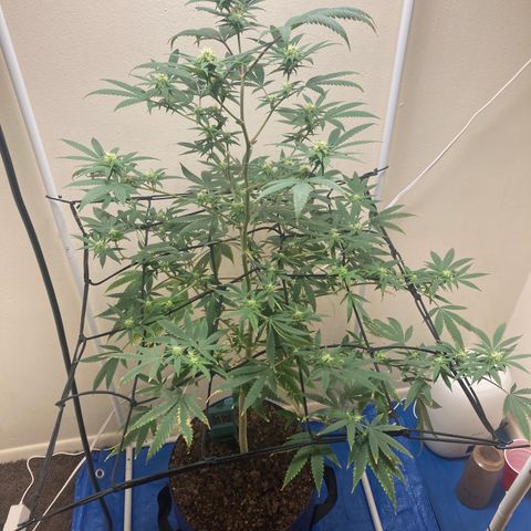 Biscotti growlog timeline photo