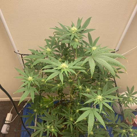 Biscotti growlog timeline photo