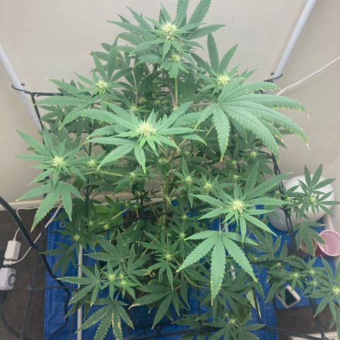 Biscotti growlog timeline photo