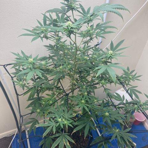 Biscotti growlog timeline photo