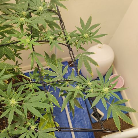 Biscotti growlog timeline photo