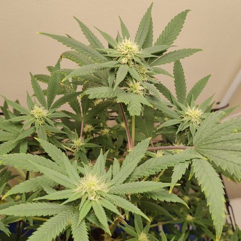 Biscotti growlog timeline photo