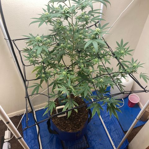 Biscotti growlog timeline photo
