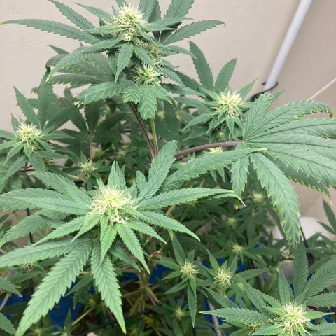 Biscotti growlog timeline photo