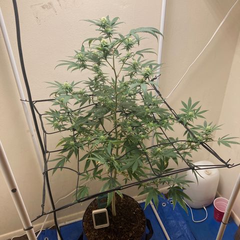 Biscotti growlog timeline photo