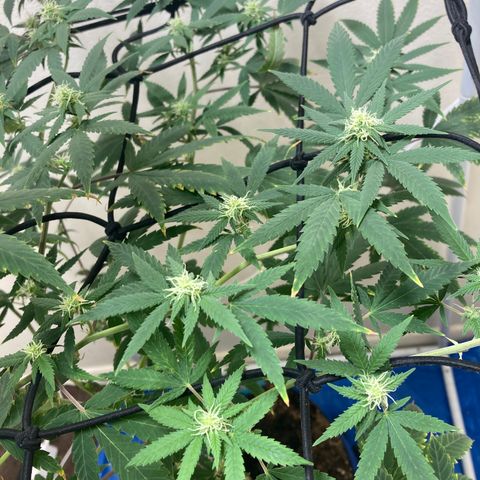 Biscotti growlog timeline photo