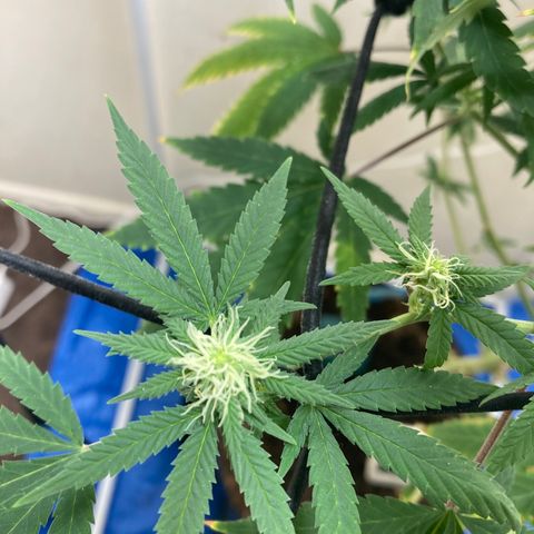 Biscotti growlog timeline photo