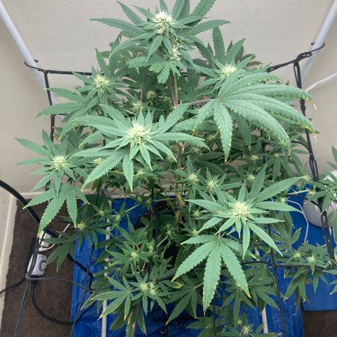 Biscotti growlog timeline photo