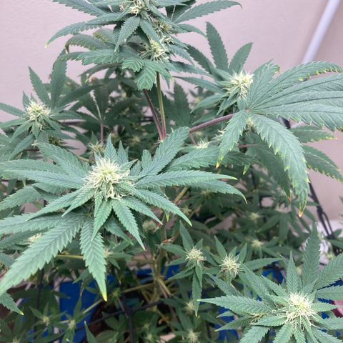Biscotti growlog timeline photo
