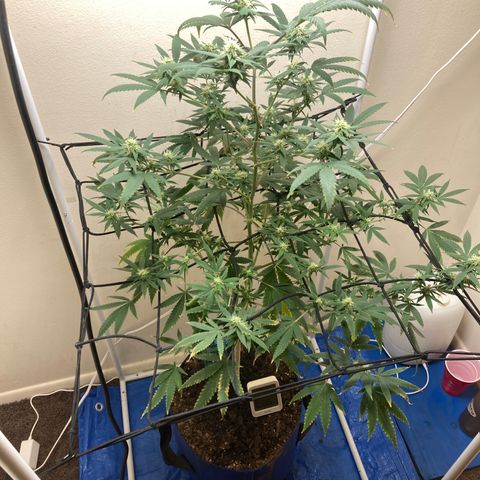 Biscotti growlog timeline photo