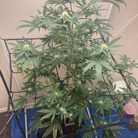 Biscotti growlog timeline photo