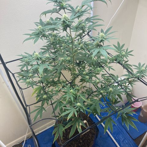 Biscotti growlog timeline photo