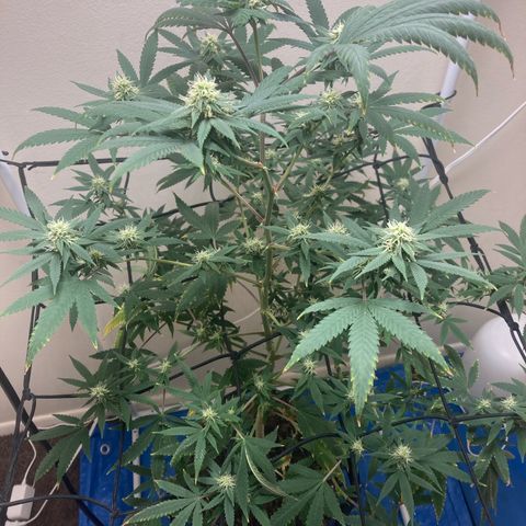 Biscotti growlog timeline photo