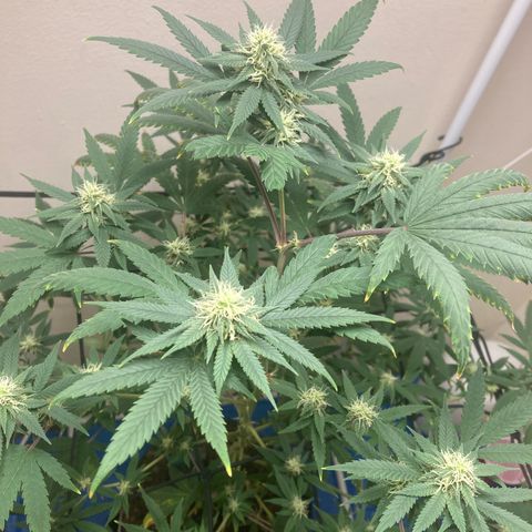 Biscotti growlog timeline photo