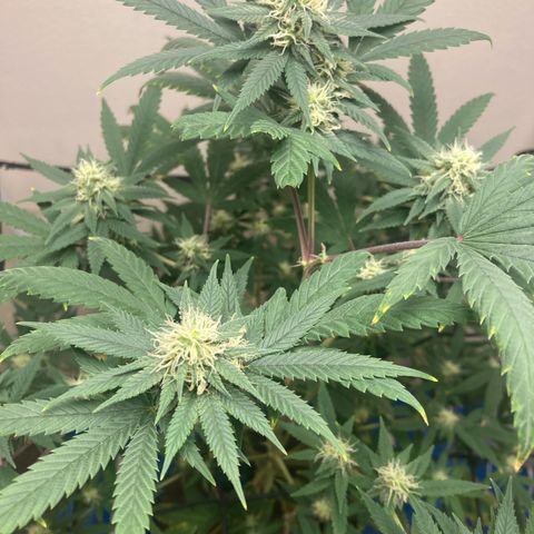 Biscotti growlog timeline photo
