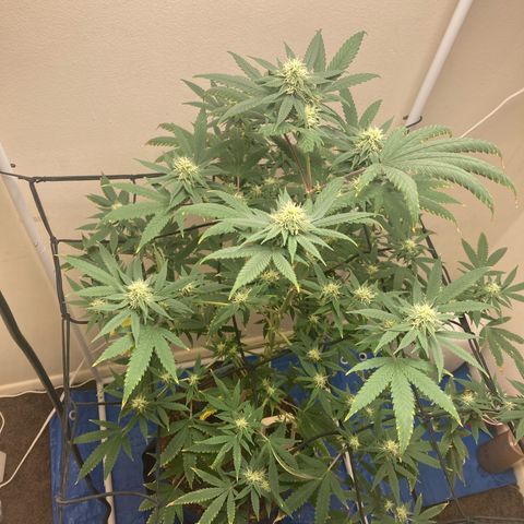 Biscotti growlog timeline photo