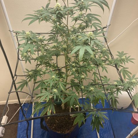 Biscotti growlog photo: Removed some leaves