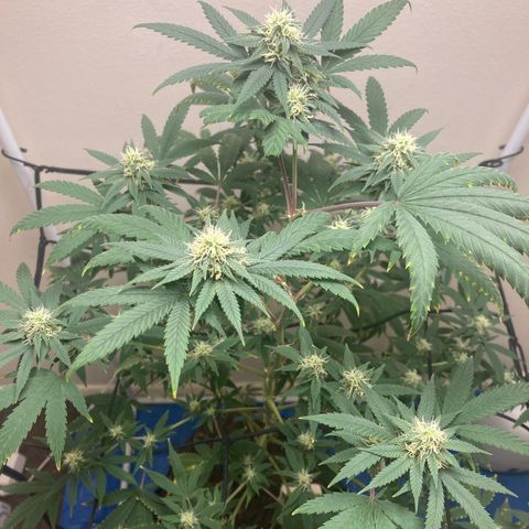 Biscotti growlog timeline photo