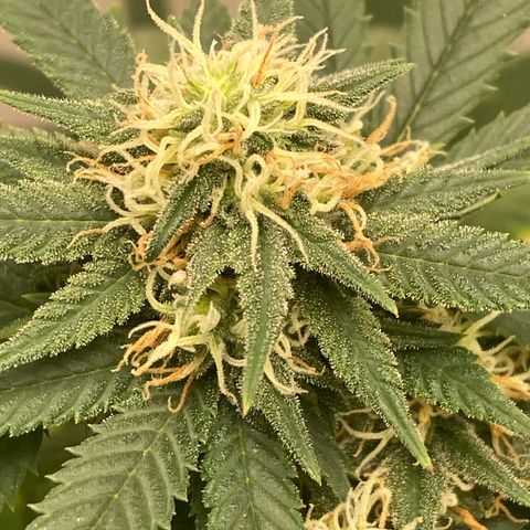 Biscotti growlog timeline photo