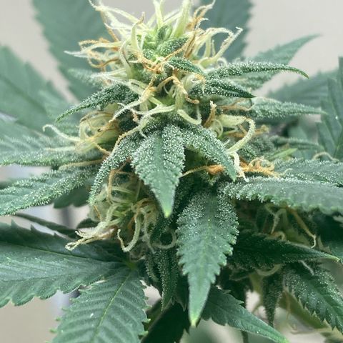 Biscotti growlog timeline photo