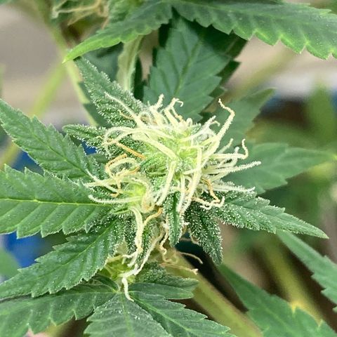 Biscotti growlog timeline photo