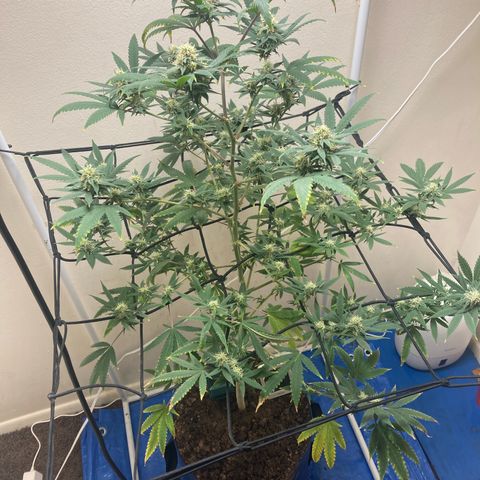 Biscotti growlog timeline photo