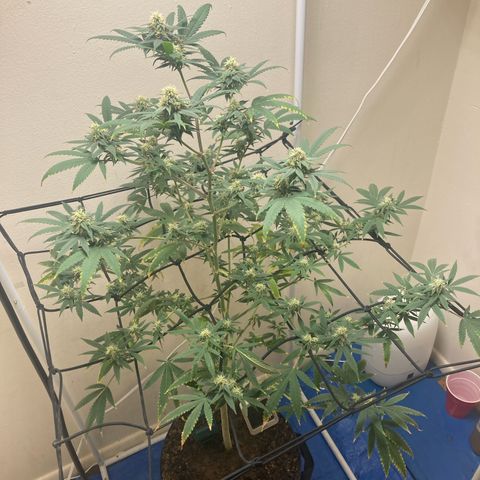 Biscotti growlog timeline photo