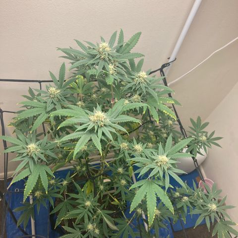 Biscotti growlog timeline photo