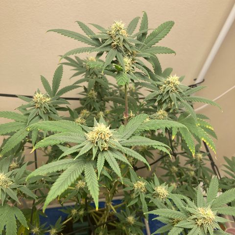Biscotti growlog timeline photo