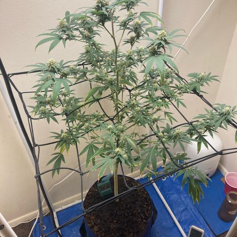 Biscotti growlog timeline photo