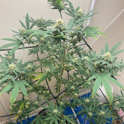 Biscotti growlog timeline photo