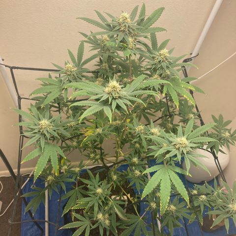 Biscotti growlog timeline photo