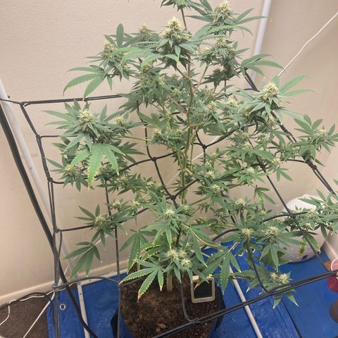 Biscotti growlog timeline photo