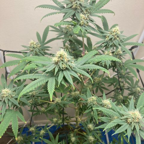 Biscotti growlog timeline photo
