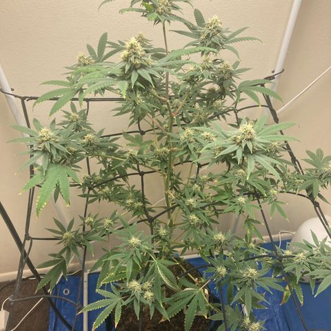 Biscotti growlog timeline photo
