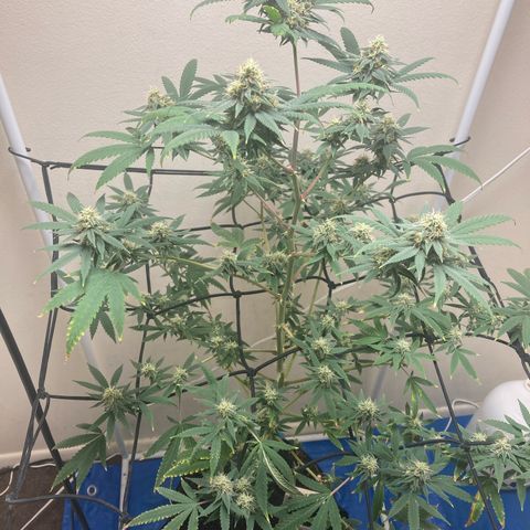Biscotti growlog timeline photo