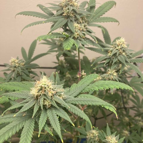 Biscotti growlog timeline photo
