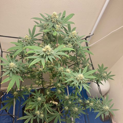 Biscotti growlog timeline photo