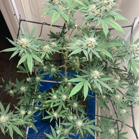 Biscotti growlog timeline photo