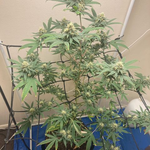 Biscotti growlog timeline photo