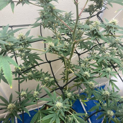 Biscotti growlog timeline photo