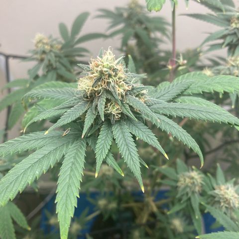 Biscotti growlog timeline photo